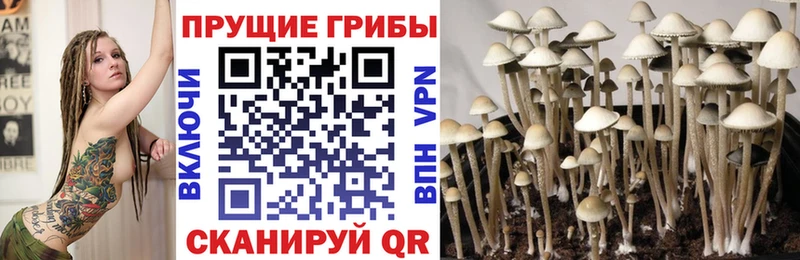 наркота Орёл блэк спрут Галлюциногенные грибы мицелий